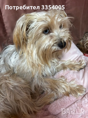 женско йорки за подарък 