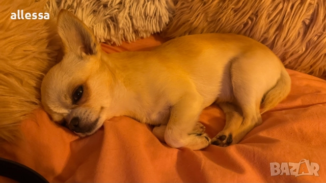 Мъжко мини чихуахуа търси дама, снимка 3 - Търси партньор - 52370052