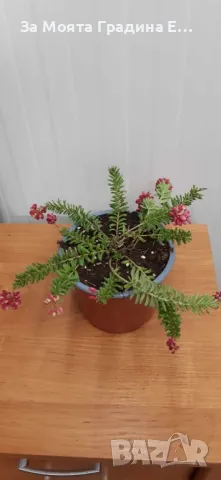 Гревилеа, снимка 3 - Градински цветя и растения - 49460103