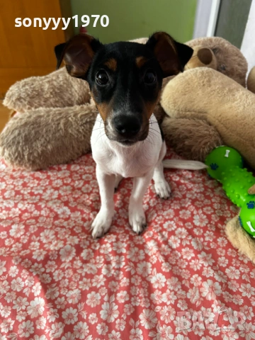 ДЖАК-СЛАДУРАНА 0701261518, снимка 3 - Джак ръсел териер - 53021086