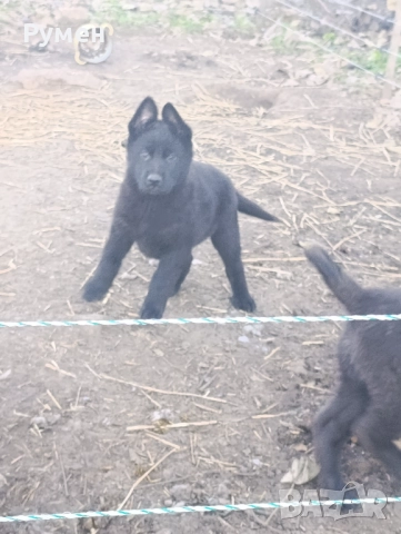 Черна немска овчарка , снимка 4 - Немска овчарка - 52933275