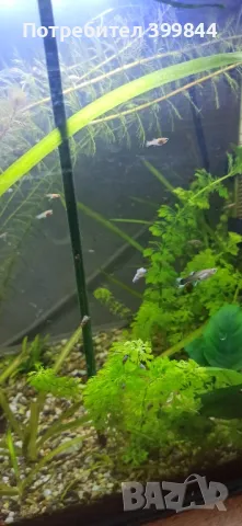 Продавам рибки Гупи, снимка 6 - Рибки - 48884894