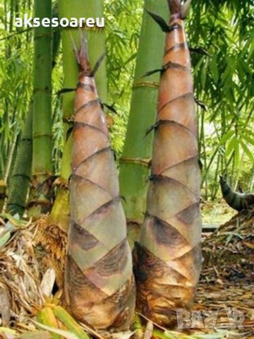 100 броя бамбукови семена от декоративен бамбук Moso Bamboo зелен МОСО БАМБО за декорация и украса b, снимка 9 - Сортови семена и луковици - 37711514