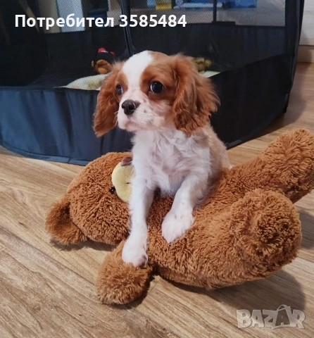 Кавалер Кинг Чарлз шпаньол момченце , снимка 3 - Кавалер кинг чарлз шпаньол - 53365017