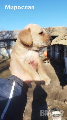 Малки кокерчета, снимка 6 - Кокер шпаньол - 52961271