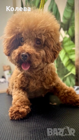 ТОП МИНИ ТОЙ Пудел, снимка 9 - Пудели - 53448976