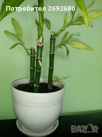 Бамбук 4бр. в бяла керамична саксия/80см.-височина, снимка 2 - Стайни растения - 51863865