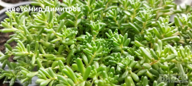 седум зелен килим (green carpet), снимка 2 - Градински цветя и растения - 49605517