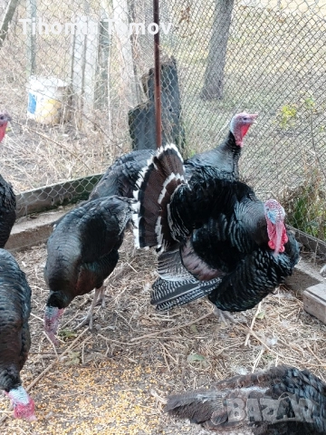 Продавам домашно гледани пуйки пуяци петли кокошки , снимка 6 - Кокошки и пуйки - 52299775