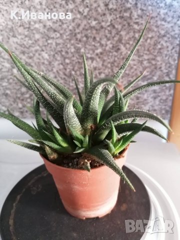 Цветя, сукуленти - Хавортия, Каланхое, Алое, Граптопеталум, снимка 2 - Стайни растения - 38404349