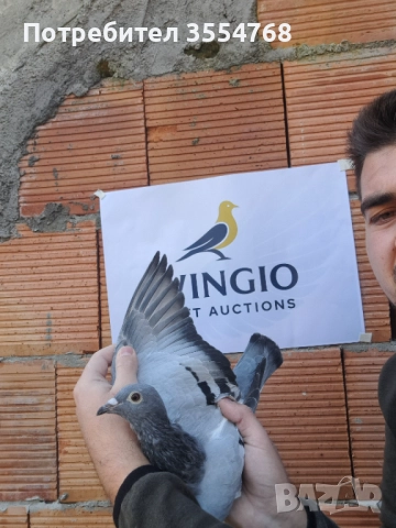 Продавам спортни гълъби , снимка 6 - Гълъби - 52929378