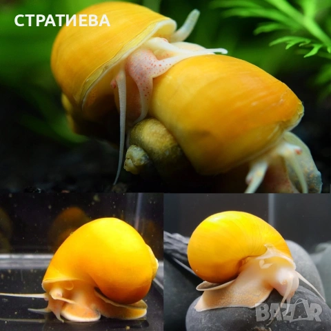 Охлюви АМПУЛАРИЯ, снимка 2 - Рибки - 53165641