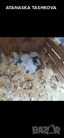 Мишки панда