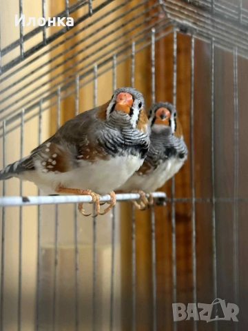 Зеброви амадини