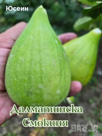 Фиданки от смокиня, снимка 4 - Градински цветя и растения - 52578902