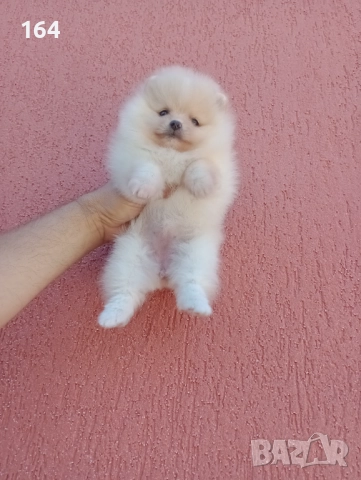 Померани. Момиченца. Реални снимки от 07.12.2025 г., снимка 11 - Померан - 52682065