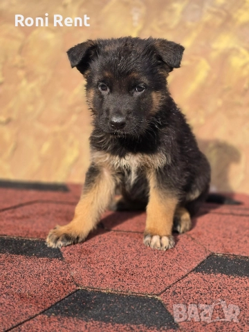 Немски Овчарки !