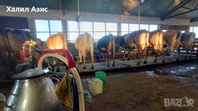 Продавам стадо крави джарсей. 34 броя редовни дойни. Повечето са бременни 7-ми месец., снимка 18 - Крави - 52032985