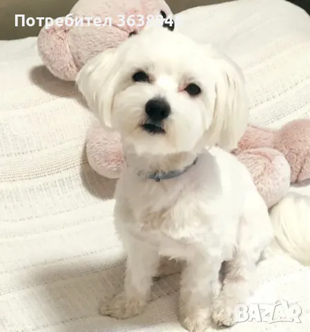 Малтийска болонка