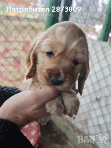 Кученца кокер шпаньол ( женски ), снимка 3 - Кокер шпаньол - 53050856