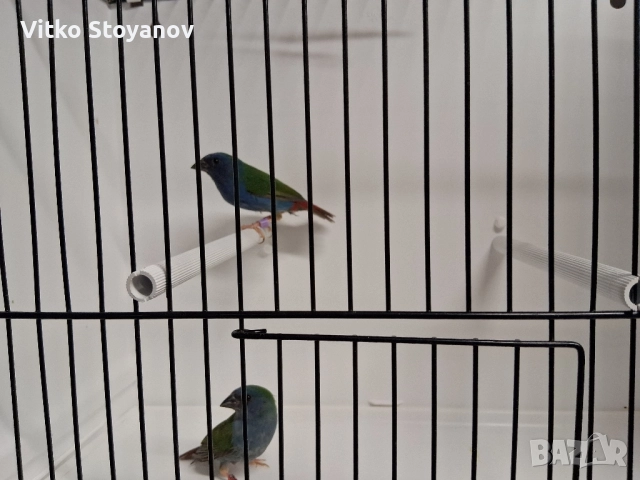 Различни видове амадини, снимка 2 - Амадини - 50326161