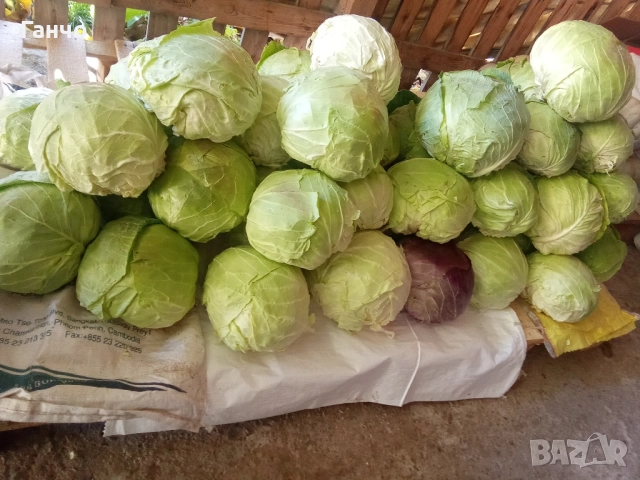 Зеле, КЬОСЕ,, снимка 3 - Домашни продукти - 52447290