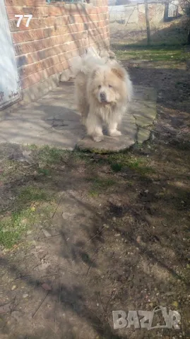 Мъжко Чау Чау за разплод, снимка 7 - Чау Чау - 49173490