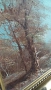 Картина , снимка 4