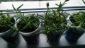 Продавам цветя Делосперма - разсад, за ранно пролетно засаждане, снимка 1 - Стайни растения - 26451909