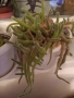Различни кактуси,каучуково цвете, копривки и др.цветя, снимка 16