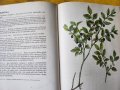 Нашите растения в лекарствата / Nase rosliny v lekarstvi, книга за билките и употребата им-на чешски, снимка 3