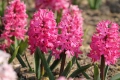 🌸🌿💞 Зюмбюл в саксия (Hyacinthus), снимка 17