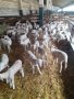 Предлагам чистопородни мъжки и женски агнета за дамазлък 2024г., снимка 1 - Овце - 40436307