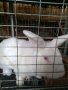 Зайци и заешко месо, снимка 1 - Други животни - 26212785