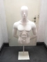 Манекен Мъжки Торс, снимка 1