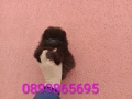 Померан. Шоколадово мини момченце., снимка 2