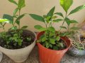 Разсад лимончета на 1,2,3,4,5 години по избор, снимка 5
