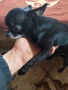 Мъжки мини чихуахуа за разплод, снимка 3