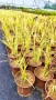 Акорус, Acorus Gramineus Ogon!!!, снимка 9