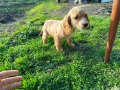 кокер шпаньол , снимка 2
