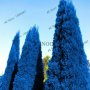 100 бр. семена кипарис синя елха бор сини иглолистни кипарисови дървета бонсай екзотични за градина , снимка 16