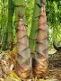 100 броя бамбукови семена от декоративен бамбук Moso Bamboo зелен МОСО БАМБО за декорация и украса b, снимка 9