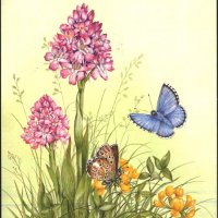 Пощенска картичка Цветя Орхидеи Пеперуди 1994 от Гърнси, снимка 1 - Филателия - 32589585
