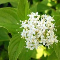 Корнус, Декоративен дрян, Cornus sericea 'Flaviramea', снимка 2 - Градински цветя и растения - 43950512