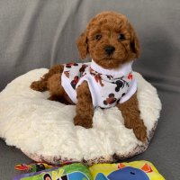 Пудел той с родословие poodle toy red, снимка 3 - Пудели - 43405702