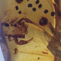 Рядък бирмански кехлибар (бирмит) със скорпион и паякообразно на 99 млн години, снимка 2 - Сувенири на едро - 39302864