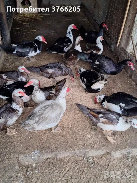 Яйца от неми патици, снимка 1