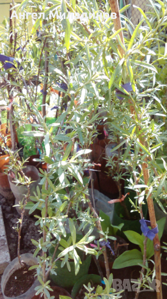 Комплект женска и мъжка облепиха, снимка 1