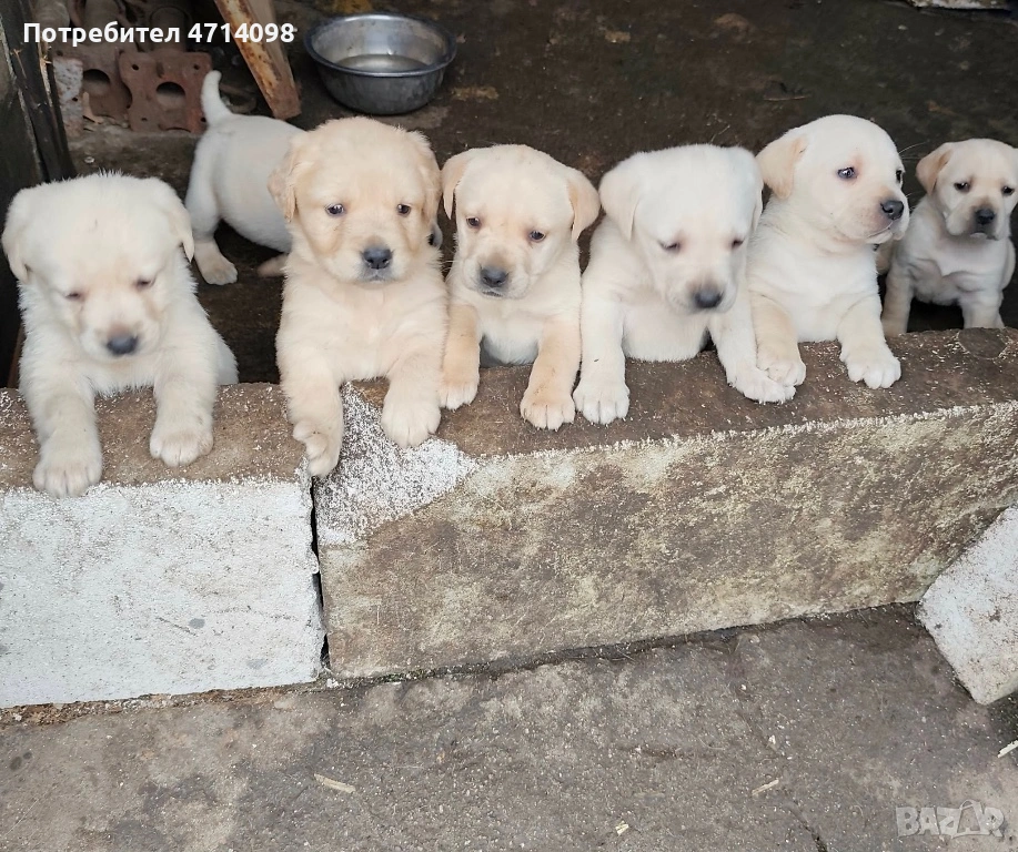 Бебета Лабрадори, снимка 1