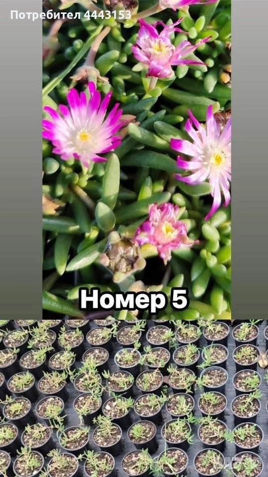 Делосперма разсад , снимка 1